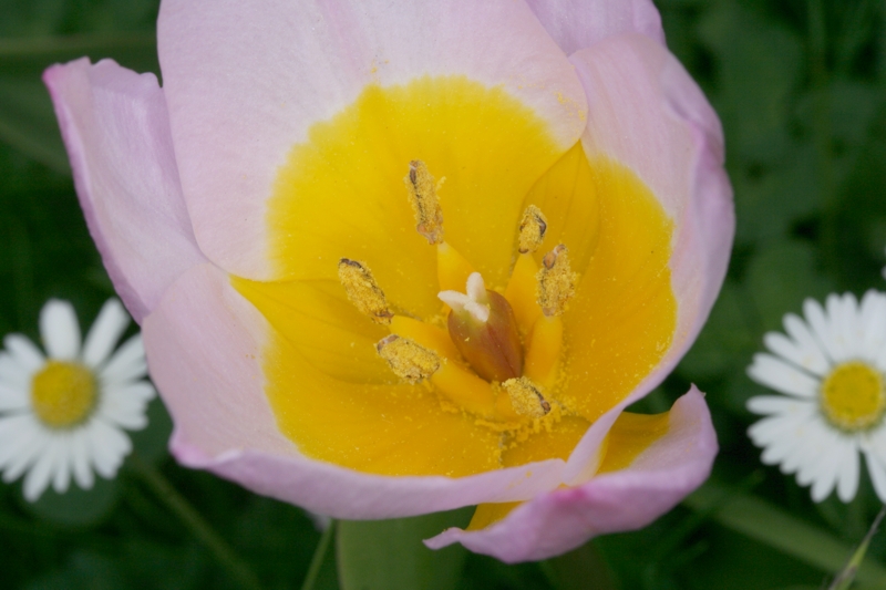 Felsen-Tulpe (<i>Tulipa saxatilis</i>) 